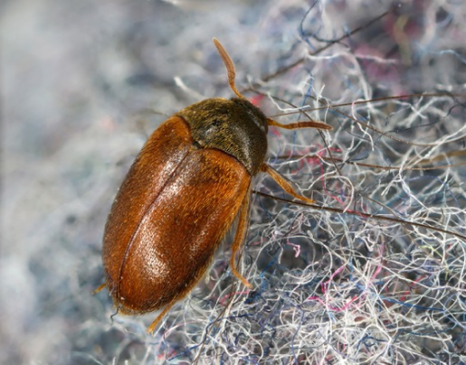 carpet beetle