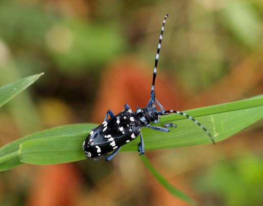 citrus longhorned beetle