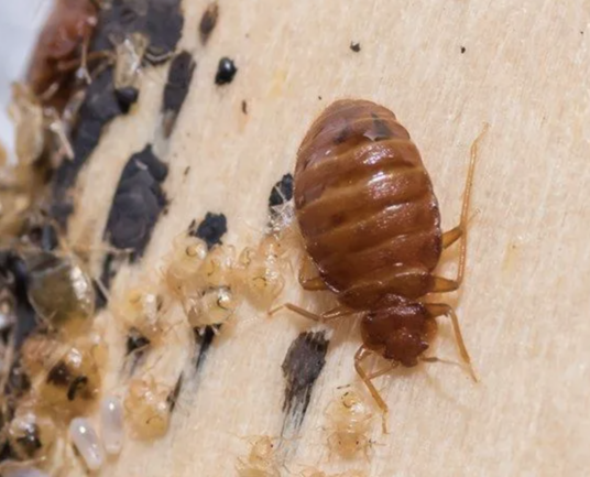 bed bug eggs